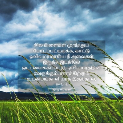 Picture 05 - ரோமர் 11:17 TAMIRV - சில கிளைகள் - Bible Verse Picture