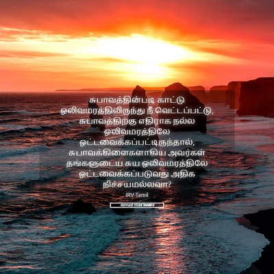 Picture 05 - ரோமர் 11:24 TAMIRV - சுபாவத்தின்படி - Bible Verse Picture