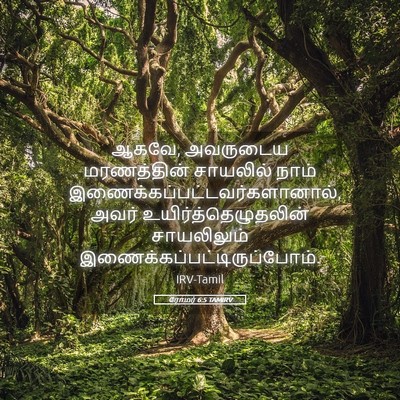 Picture 05 - ரோமர் 6:5 TAMIRV - ஆகவே, அவருடைய - Bible Verse Picture