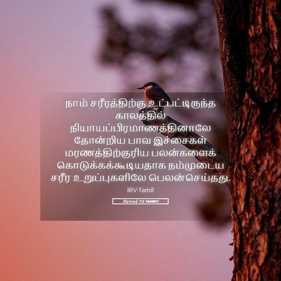 Picture 05 - ரோமர் 7:5 TAMIRV - நாம் சரீரத்திற்கு - Bible Verse Picture
