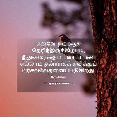 Picture 05 - ரோமர் 8:22 TAMIRV - எனவே, நமக்குத் - Bible Verse Picture