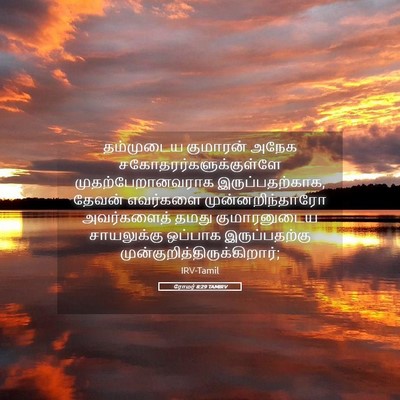 Picture 05 - ரோமர் 8:29 TAMIRV - தம்முடைய குமாரன் - Bible Verse Picture