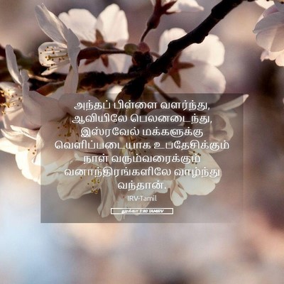 Picture 05 - லூக்கா 1:80 TAMIRV - அந்தப் பிள்ளை - Bible Verse Picture