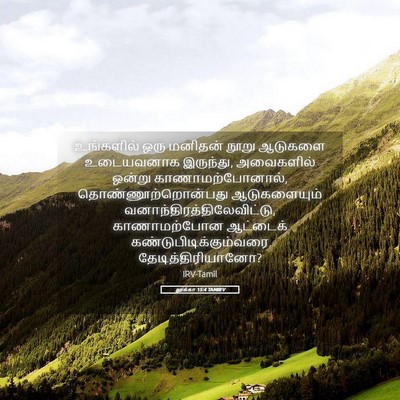 Picture 05 - லூக்கா 15:4 TAMIRV - உங்களில் ஒரு - Bible Verse Picture