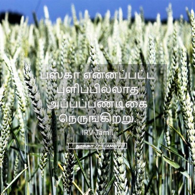 Picture 05 - லூக்கா 22:1 TAMIRV - பஸ்கா என்னப்பட்ட - Bible Verse Picture