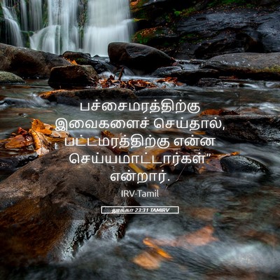 Picture 05 - லூக்கா 23:31 TAMIRV - பச்சைமரத்திற்கு - Bible Verse Picture