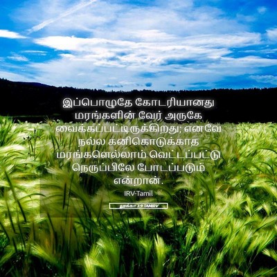 Picture 05 - லூக்கா 3:9 TAMIRV - இப்பொழுதே - Bible Verse Picture