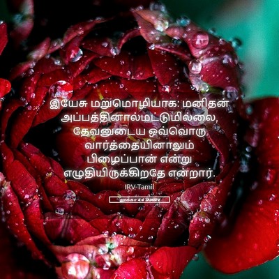 Picture 05 - லூக்கா 4:4 TAMIRV - இயேசு மறுமொழியாக: - Bible Verse Picture