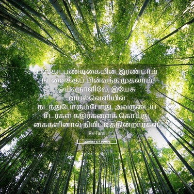 Picture 05 - லூக்கா 6:1 TAMIRV - பஸ்கா பண்டிகையின் - Bible Verse Picture