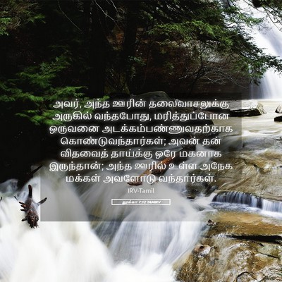 Picture 05 - லூக்கா 7:12 TAMIRV - அவர், அந்த ஊரின் - Bible Verse Picture
