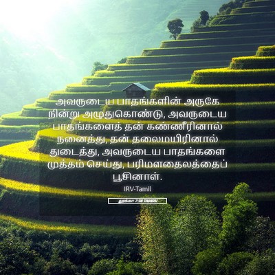 Picture 05 - லூக்கா 7:38 TAMIRV - அவருடைய - Bible Verse Picture