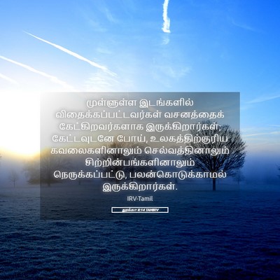 Picture 05 - லூக்கா 8:14 TAMIRV - முள்ளுள்ள - Bible Verse Picture