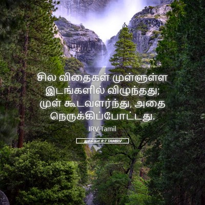Picture 05 - லூக்கா 8:7 TAMIRV - சில விதைகள் - Bible Verse Picture
