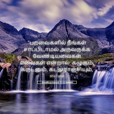 Picture 05 - லேவியராகமம் 11:13 TAMIRV - “பறவைகளில் - Bible Verse Picture