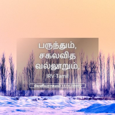 Picture 05 - லேவியராகமம் 11:14 TAMIRV - பருந்தும், சகலவித - Bible Verse Picture