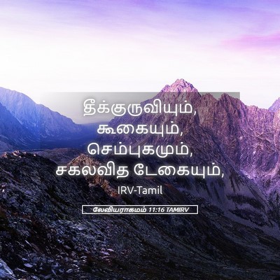Picture 05 - லேவியராகமம் 11:16 TAMIRV - தீக்குருவியும், - Bible Verse Picture