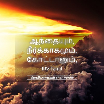 Picture 05 - லேவியராகமம் 11:17 TAMIRV - ஆந்தையும், - Bible Verse Picture