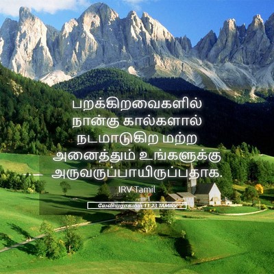 Picture 05 - லேவியராகமம் 11:23 TAMIRV - பறக்கிறவைகளில் - Bible Verse Picture
