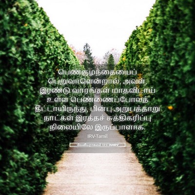 Picture 05 - லேவியராகமம் 12:5 TAMIRV - பெண்குழந்தையைப் - Bible Verse Picture