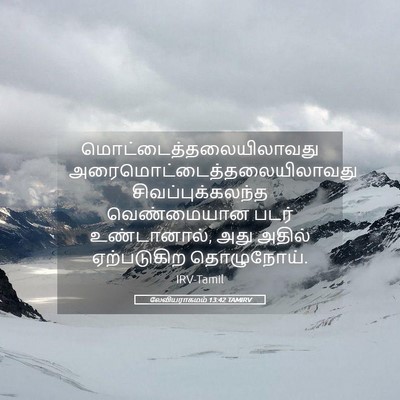 Picture 05 - லேவியராகமம் 13:42 TAMIRV -  - Bible Verse Picture