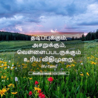Picture 05 - லேவியராகமம் 14:56 TAMIRV - தடிப்புக்கும், - Bible Verse Picture