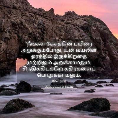 Picture 05 - லேவியராகமம் 19:9 TAMIRV - “நீங்கள் - Bible Verse Picture