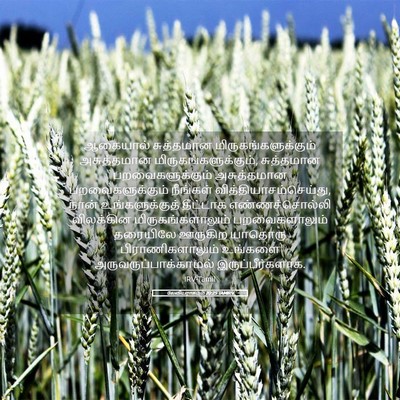 Picture 05 - லேவியராகமம் 20:25 TAMIRV - ஆகையால் சுத்தமான - Bible Verse Picture