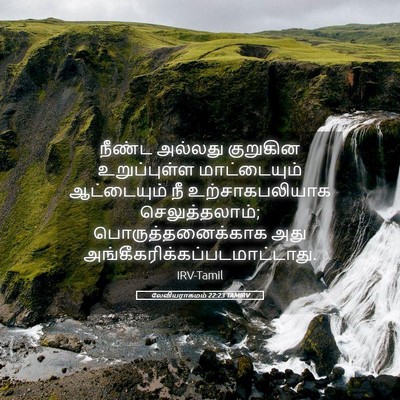 Picture 05 - லேவியராகமம் 22:23 TAMIRV - நீண்ட அல்லது - Bible Verse Picture