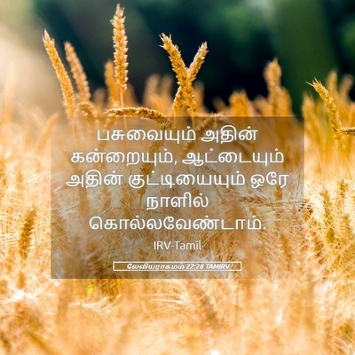 Picture 05 - லேவியராகமம் 22:28 TAMIRV - பசுவையும் அதின் - Bible Verse Picture