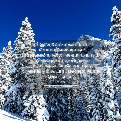 Picture 05 - லேவியராகமம் 23:34 TAMIRV - “நீ இஸ்ரவேல் - Bible Verse Picture