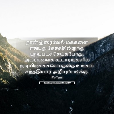Picture 05 - லேவியராகமம் 23:42 TAMIRV - நான் இஸ்ரவேல் - Bible Verse Picture