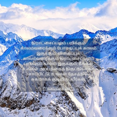 Picture 05 - லேவியராகமம் 26:5 TAMIRV - திராட்சைப்பழம் - Bible Verse Picture