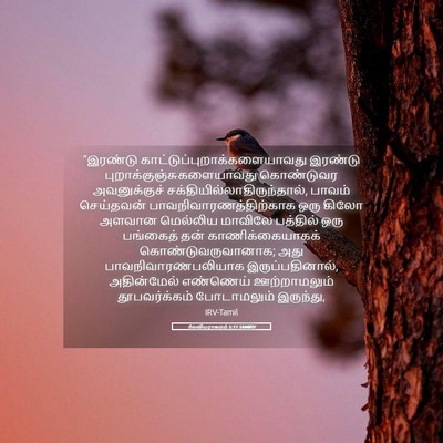 Picture 05 - லேவியராகமம் 5:11 TAMIRV - “இரண்டு - Bible Verse Picture