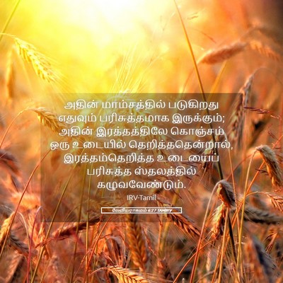 Picture 05 - லேவியராகமம் 6:27 TAMIRV - அதின் மாம்சத்தில் - Bible Verse Picture