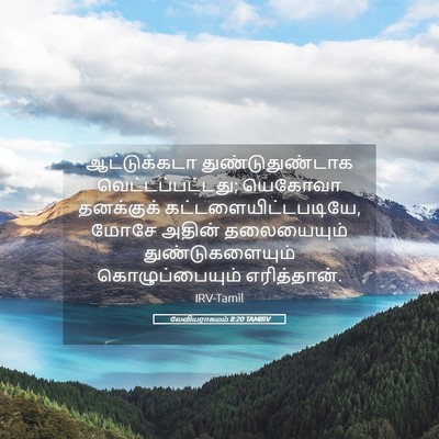 Picture 05 - லேவியராகமம் 8:20 TAMIRV - ஆட்டுக்கடா - Bible Verse Picture