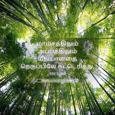 Picture 05 - லேவியராகமம் 8:32 TAMIRV - மாம்சத்திலும் - Bible Verse Picture