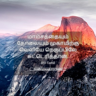 Picture 05 - லேவியராகமம் 9:11 TAMIRV - மாம்சத்தையும் - Bible Verse Picture