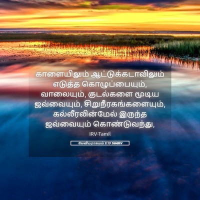 Picture 05 - லேவியராகமம் 9:19 TAMIRV - காளையிலும் - Bible Verse Picture