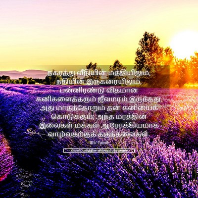 Picture 05 - வெளிப்படுத்தின விசேஷம் 22:2 TAMIRV - நகரத்து வீதியின் - Bible Verse Picture