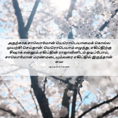 Picture 06 - 1 இராஜாக்கள் 11:40 TAMIRV - அதற்காக சாலொமோன் - Bible Verse Picture