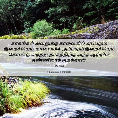 Picture 06 - 1 இராஜாக்கள் 17:6 TAMIRV - காகங்கள் அவனுக்கு - Bible Verse Picture