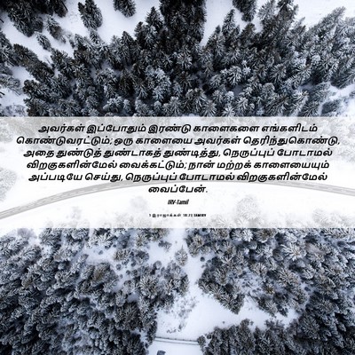 Picture 06 - 1 இராஜாக்கள் 18:23 TAMIRV - அவர்கள் இப்போதும் - Bible Verse Picture