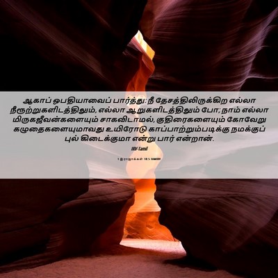 Picture 06 - 1 இராஜாக்கள் 18:5 TAMIRV - ஆகாப் ஒபதியாவைப் - Bible Verse Picture