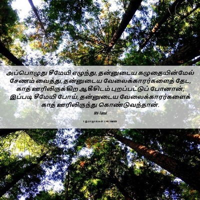 Picture 06 - 1 இராஜாக்கள் 2:40 TAMIRV - அப்பொழுது சீமேயி - Bible Verse Picture