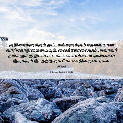 Picture 06 - 1 இராஜாக்கள் 4:28 TAMIRV - குதிரைகளுக்கும் - Bible Verse Picture