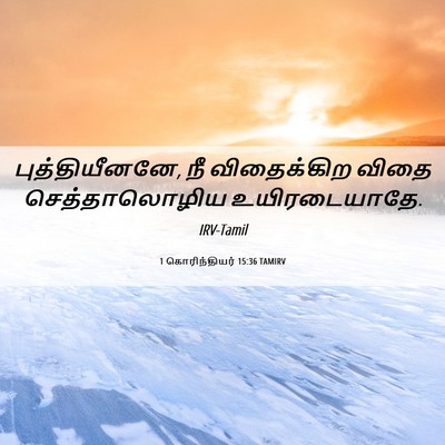 Picture 06 - 1 கொரிந்தியர் 15:36 TAMIRV - புத்தியீனனே, நீ - Bible Verse Picture