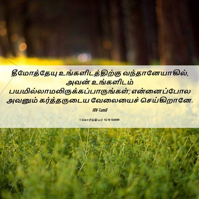 Picture 06 - 1 கொரிந்தியர் 16:10 TAMIRV - தீமோத்தேயு - Bible Verse Picture