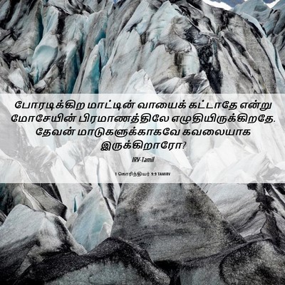 Picture 06 - 1 கொரிந்தியர் 9:9 TAMIRV - போரடிக்கிற - Bible Verse Picture