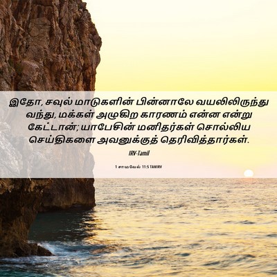 Picture 06 - 1 சாமுவேல் 11:5 TAMIRV - இதோ, சவுல் - Bible Verse Picture