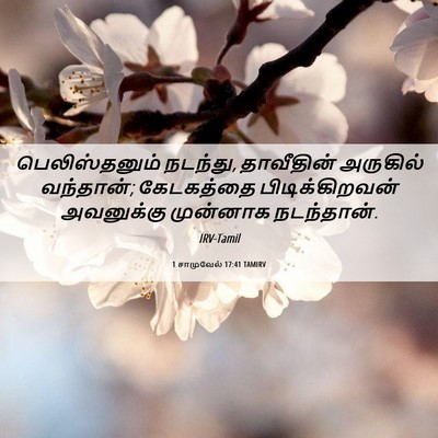 Picture 06 - 1 சாமுவேல் 17:41 TAMIRV - பெலிஸ்தனும் - Bible Verse Picture